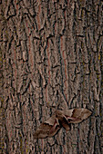 Moth on Tree