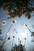 FV5373, Roderick Chen, Under View of Dandelions