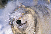 Gray Wolf (Canis lupus) Shaking Snow off Face, Rocky Mountains