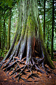 Giant Mossy Tree with Roots, Cathedral Grove, MacMillan Provincial Park, Vancouver Island, British Columbia
