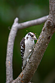 Downy Woodpecker on a Sumac Tree, Muskoka, Ontario