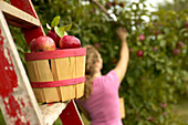 Basket of Apples on a Ladder with a Woman Apple Picking in the background, Rougemont, Quebec