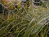 Spider web with Dew, La Mauricie National Park, Quebec