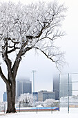 Hoar frost covering trees and baseball diamond in Whittier Park. Downtown skyline in background, Winnipeg, Manitoba