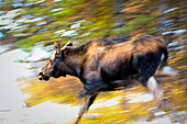 Female Moose running through woods, Maligne Lake, Jasper National Park, Alberta