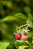 Close-up of raspberry, Lincoln Gardens, Lumsden, Saskatchewan