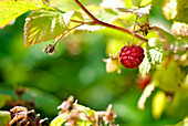 Close-up of raspberry patch, Lincoln Gardens, Lumsden, Saskatchewan