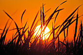 Sunset at Grassy Narrows Marsh, Hecla Island Provincial Park, Manitoba