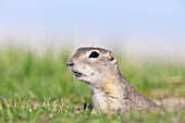 Richardson's Ground Squirrel, (Spermophilus richardsonii) in grass, Oak Hammock Marsh, Manitoba