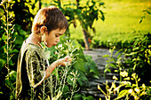 Young boy standing in a garden looking at his fingernails and pouting, Maricourt, Quebec