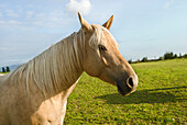 Portrait of a Palomino Quarter Horse, Abbotsford, British Columbia.