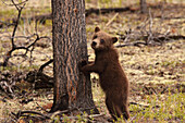 Grizzly bear cub standing against a tree, Yukon