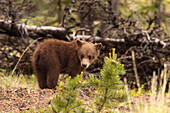 Grizzly bear cub, Yukon