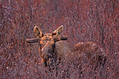 Young male moose in brush, Yukon