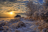 Hoar frost covered trees at sunrise in the Alberta prairies