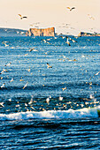 Gannets in flight and Perce Rock at sunrise from Barachois, Gaspesie, Quebec