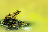 Green frog perched on mud and leaves, Vaudreuil, Quebec, Canada