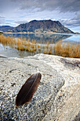 Eagle feather laying on a rock along the shores of Kluane Lake with Sheep Mountain reflected in the water, Yukon