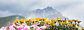 Flowers with view of mount Cascade in the background, Banff, Alberta