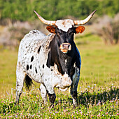 Longhorn Cattle (Steer), Pincher Creek, Alberta