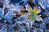 Artist's Choice: Ice and frost on leaves, Yoho National Park, British Columbia
