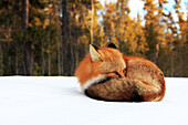 Red fox in snow, Yukon