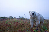 Polar bear crossing field, Churchill, Manitoba, Canada