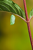 Monarch butterfly's newly formed chrysalis begins the pupal stage of its life cycle. Summer, Nova Scotia. Series of 5 images.