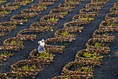 Spain, Canary Islands, Lanzarote Island, Biosphere reserve, La Geria, peasant working in the wineyard