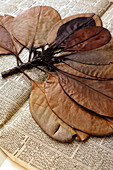 France, Paris, Muséum national d'Histoire naturelle - National Museum of Natural History, Dried leaves of a  tropical plant laying on a journal paper sheet to create a herbarium sketch