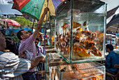 Arab Republic of Egypt, Cairo, Merchant selling aquarium fishes