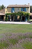 Provencal Farmhouse with a lavender field