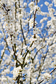 White flowers on a plum tree
