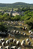 France, Aveyron Department, La Couvertoirade, A flock of sheep