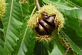 France, Cevennes, close up of chestnuts