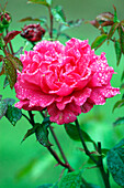 Close up of a pink rose Criterion