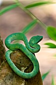Malaysia, Borneo, Bako park, green viper