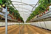 France, Aude department, a large strawberry greenhouse