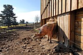 France, Lozere department, a pig in a farm house