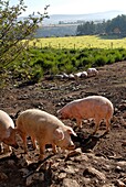 France, Lozere department, pigs in a farm