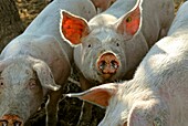 France, Lozere department, pigs in a farm