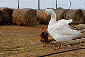 France, Pyrenees Orientales, goose and chicken in a farm