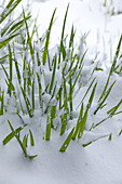 Tuft of grass covered with snow