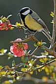 France, Midi Pyrenees, Great Tit (Parus major) sitting on a branch
