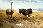 New York - Manhattan - Upper West Side - The American museum of natural history - Couple of ostriches of Africa naturalized - To the right: the male
