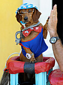 Dressed up dog in street of Havana, Cuba