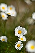 France : Spring daisy on the Causse du Larzac.