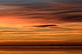 France, Flamingos in flight over the Etang de Thau.