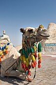 CAMEL SITTING AT DEAD SEA SEA LEVEL SIGN ISRAEL