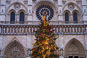 Christmas Tree Outside Notre Dame Cathedral At Dawn, Paris,France